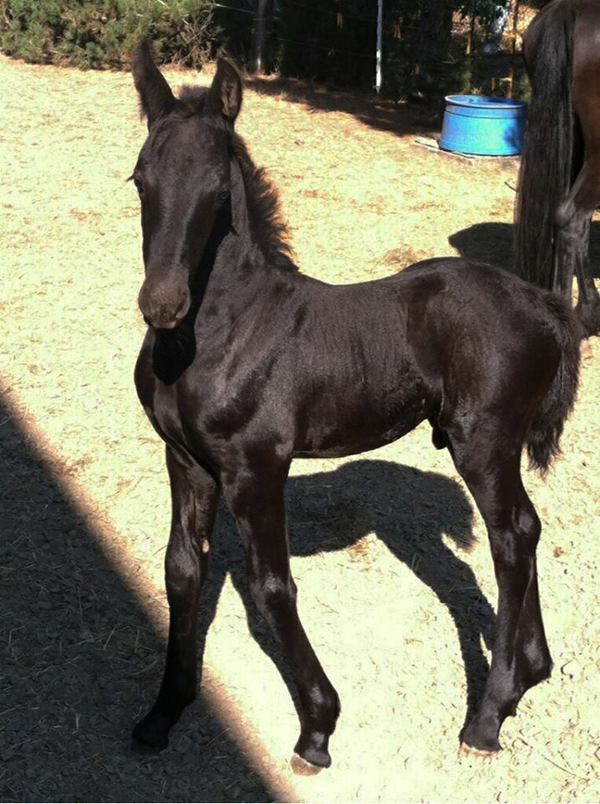 Frederik The Great As A Foal